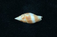 藏品(粗斑筆螺)的圖片